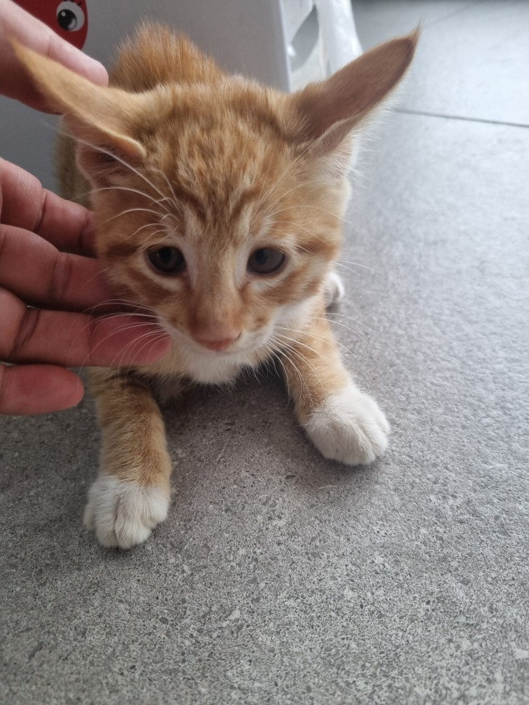 군위종합동물병원_427514202500260